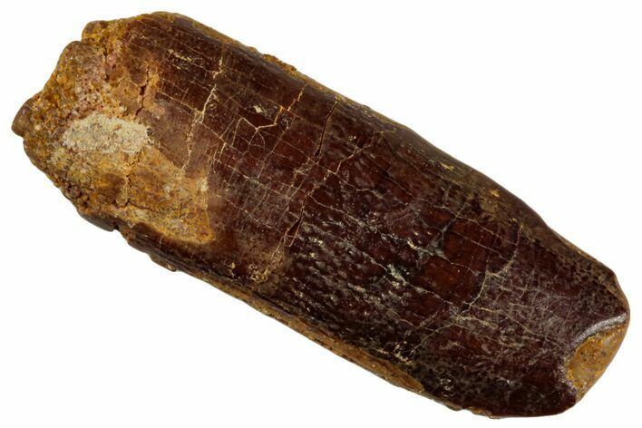 Fossil Sauropod Dinosaur (Titanosaur) Tooth - Morocco #293684